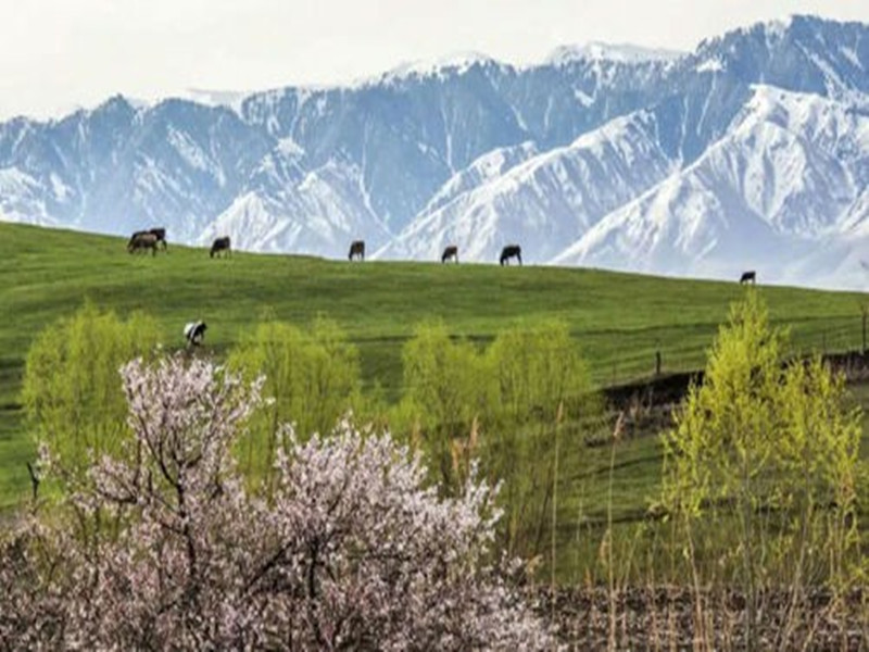 【杏好遇见】早春伊犁轻摄影8日游