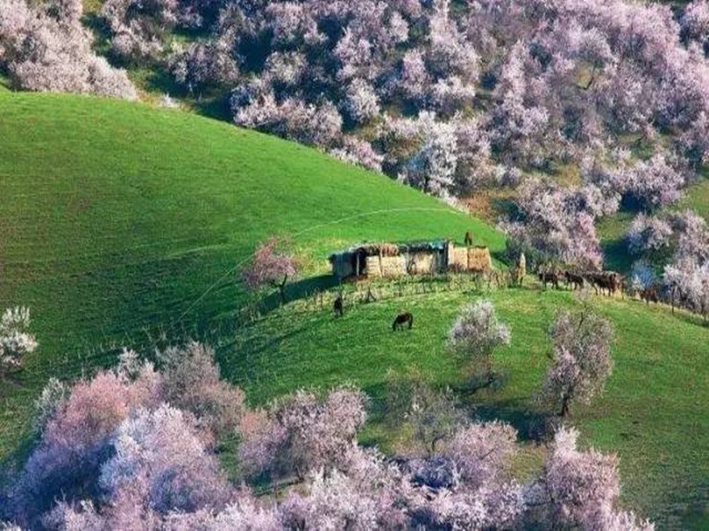 【杏好遇见】早春伊犁轻摄影8日游